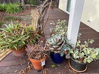 Five succulent plants in pots showcased on an outdoor wooden deck with surrounding garden area. Plants include a variety of species like jade, agave, and aloe and show natural foliage wear and dryness.