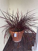 Full view of Uncinia plant with reddish purple foliage in large terracotta pot. Pot has some white mineral deposits near base.