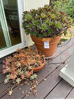Two succulents, one in a large terracotta pot with broad green and dark purple leaves, and one trailing succulent in a smaller decorated terracotta pot exhibiting orange and pale green hues, both placed on a wooden deck.
