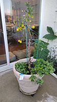 Full view of the live potted lemon tree with yellow lemons and green foliage in a beige plastic pot on wheels, next to a sliding glass door.