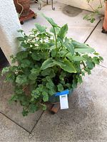 Live potted plant with mixed foliage including broad green leaves and trailing ivy, in a ceramic pot on a rolling dolly.