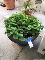 Front view of the live geranium plant in a large black plastic pot with green leaves and small pink flowers visible.