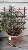 View of potted live plant with red wooden trellis and terracotta pot, showing plant and structure.