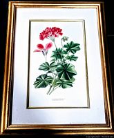 Full view of framed vintage botanical art print showing pink-red Ivy-Leaved Geranium flowers and green leaves with gold frame.