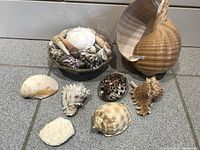 Assorted sea shells arranged on a floor including a large sail shell, various medium and small shells, and a wicker basket containing more shells.