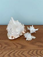 Three assorted natural sea shells displayed on a wooden surface against a blue background.