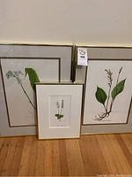 Three framed botanical art prints leaning against a wall on hardwood floor