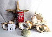 Top view of starfish, shell collection, and sea urchin accompanied by a soda can for scale.