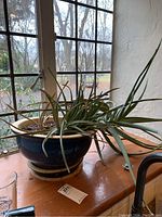 Aloe plant in blue ceramic planter on wooden surface near window, showing plant and pot details.