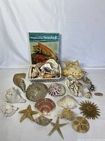 Full collection displayed including the book, large shells, starfish, scallop shells, and assorted smaller shells in a basket.