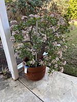 Full view of mature live jade plant with white/pink flowers in terracotta pot on outdoor concrete porch, showing overall size and shape.