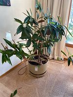 A large indoor plant with broad green leaves in a beige pot on a carpeted floor near a window.