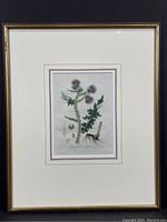 Framed hand-colored botanical engraving with ornate gilt frame shown from a distance to reveal entire piece and frame.