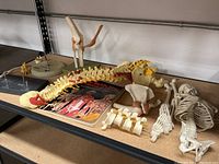 Anatomical spine model with pelvis, rib cage, hand and foot bones, knee joint, and anatomy book on a table
