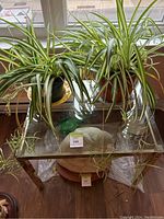 Glass and brass side table with spider plants on top, showing clear glass surface and brass legs with some wear.