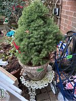 Green pinetree about 4 feet tall, in a decorative ceramic pot placed on an ornate white metal stand. Background shows outdoor area with garden items and brick wall.
