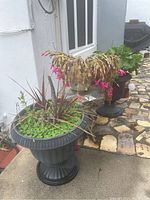 Front view of two large black urn-style plastic planters with various plants including flowering cactus, clover ground cover, and foliage plants on a patio with stone paving.