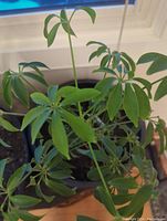 Close-up of dwarf umbrella tree leaves and stems in black plastic pot.