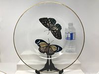 Clear glass round charger plate with hand painted butterflies and gold rim, displayed on stand next to a water bottle for scale.