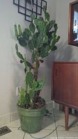 Full view of the tall Opuntia cactus in a green ceramic pot, showing front and side stems and surrounding environment.