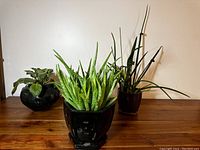 Three decorative potted plants showing variety of species and vase designs
