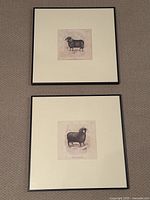Two black and white sheep prints placed side by side on carpet, showing black modern frames and centered sheep illustrations with white matting.