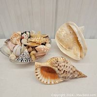 Overview of the shell assortment including two large conch shells and a bowl of mixed smaller shells.