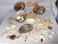 Overview of assorted seashells, coral piece, sea sponge, and baskets with smaller shells on a plain light background.