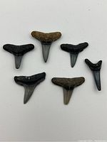 Six genuine prehistoric fossilized shark teeth arranged on white background showing color, shape, and size variations