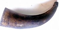 Side view of curved dark animal horn showing worn surface, approximately 14 inches long.