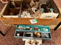 Wooden foot locker and blue tray of specimens displayed on carpet