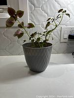 Side view of house plant with gray plastic pot on white counter in front of white tiled wall.