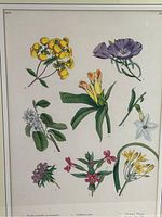 Close-up of the botanical print showing detailed coloured illustrations of flowers including yellow, purple, white, and pink flowers with green leaves, dated 1883.