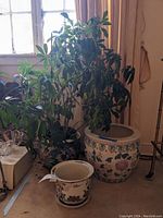 View of three ceramic planters including one with live plant, showing size and placement near window