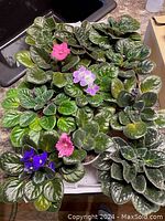 Photo showing 10 potted African Violet plants with different leaf patterns and flower colors including pink, purple, and blue.