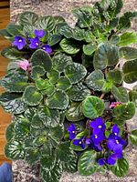 Photo showing six potted African violet plants with green leaves and purple or pink flowers on a countertop.