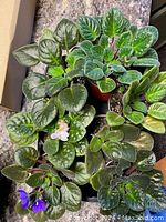 Top-down photo showing seven potted African violet plants with green foliage and some flowers in light pink and deep purple. Plants vary in leaf shape and size.