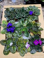 Nine potted African violet plants with varying leaf sizes and colors, some blooming in purple, blue, white, and pink flowers, arranged on a cardboard surface.