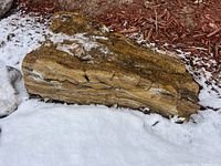 Elongated yellow-brown petrified wood slab in snow with red bark mulch behind