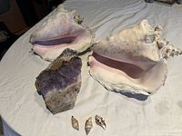 Image showing two large sea snail shells with distinctive pink inner surfaces, three small marine snail shells, and two pieces of rough amethyst mineral crystals placed on a fabric surface.
