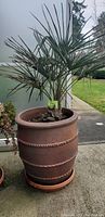 Full view of European Fan Palm in large terracotta decorative pot on outdoor concrete surface with grassy background.