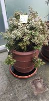 Photo shows a dense Japanese Pieris plant with variegated green and cream leaves in a large brown plastic pot with ridges, outdoors on pavement.
