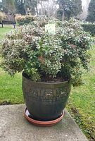 Full view of the Japanese Pieris shrub in a dark ceramic pot with embossed design, outdoors on concrete slab, surrounded by grass and park benches in the background.