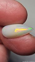 Close-up photo showing the bright flash of orange and green colors on the front of the elongated teardrop opal cabochon held between fingers.