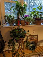 House plants and planters on windowsill with leafy trailing plant in woven basket on wooden tripod floor stand.