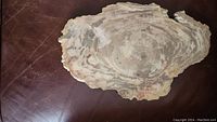 Full view of the flat petrified wood slice showing natural coloration and patterning