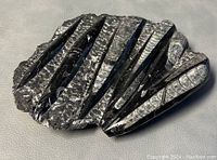 Top and angled view showing polished surface with embedded elongated white orthoceras fossils in black stone matrix with glossy finish.