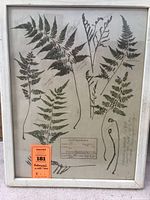 Full view of framed botanical print showing multiple pressed ferns and plants mounted on paper with handwritten labels and notes.