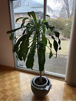 Full view of tall house plant in a large dark pot near a glass door, showing overall size and condition.