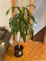 Full view of the large house plant with visible long green leaves and thick stalk in a black pot placed on a parquet floor.